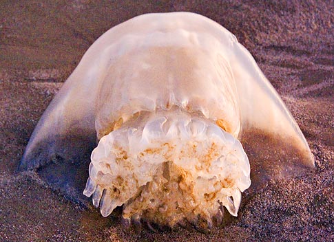 Beached Jellyfish...