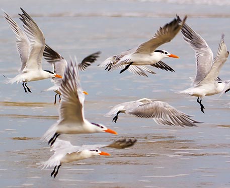 Terns Takeoff 45923