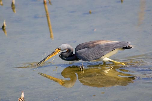 Heron Striking... 46510