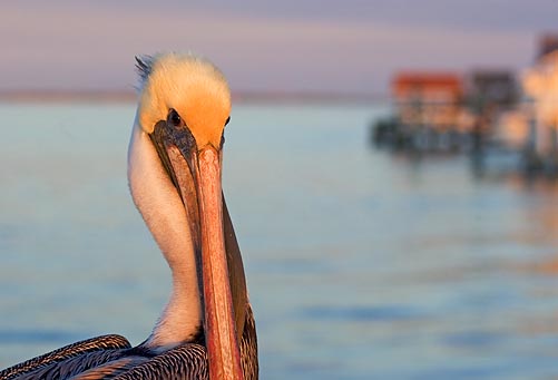 Pelican In Sunset Glow 46591
