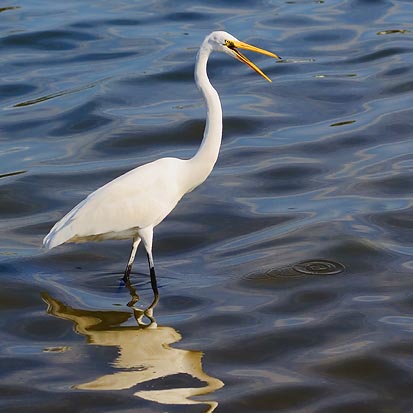 Great Egret 46873