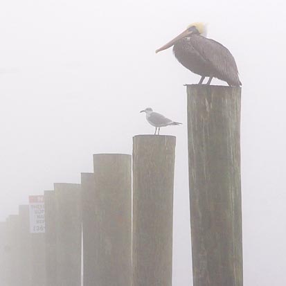 Pilings In Fog 46270