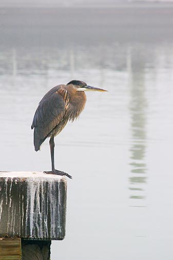 Heron In Fog 46184