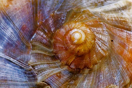 Seashell Closeup 45999