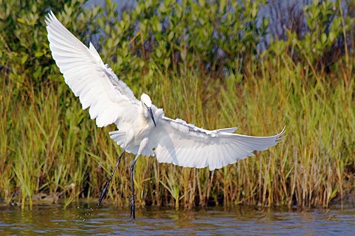 Egret In Flight 20061220