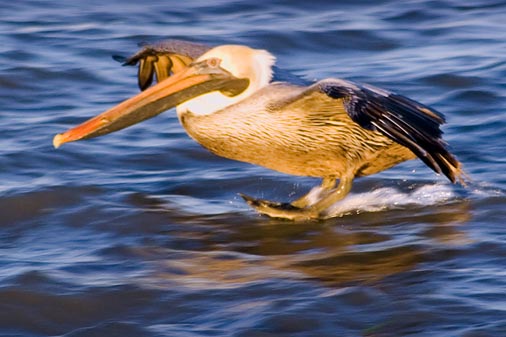 Pelican Waterskiing 47958