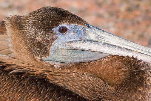 Pelican Closeup 49222