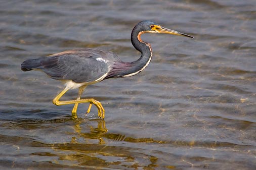 Tri-color Heron 50576