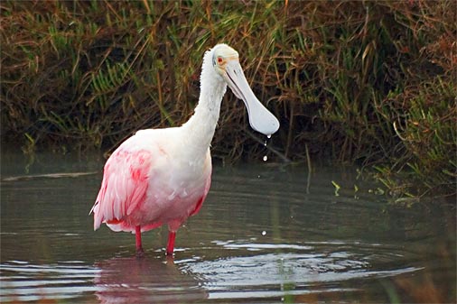 Roseate Spoonbill 20070118