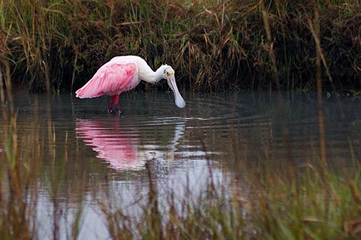 Roseate Spoonbill 50883