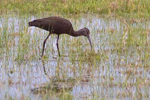 White-faced Ibis 51291