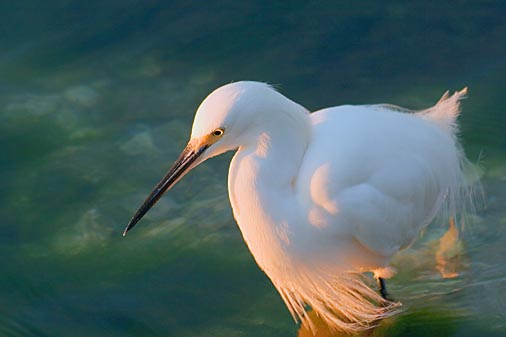 Egret Hunting At Sunrise 20070127