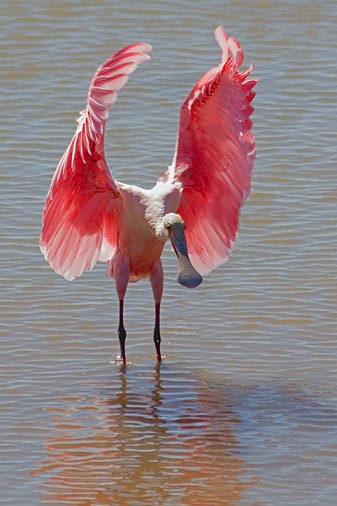 Roseate Spoonbill 20070128