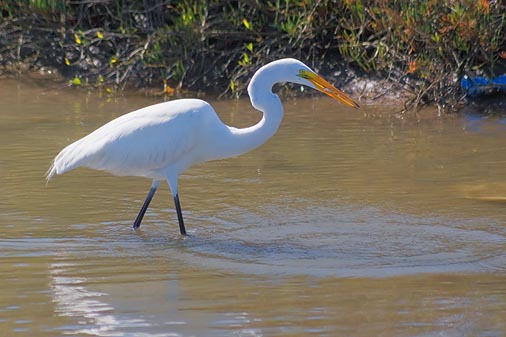 Egret With Catch 51704