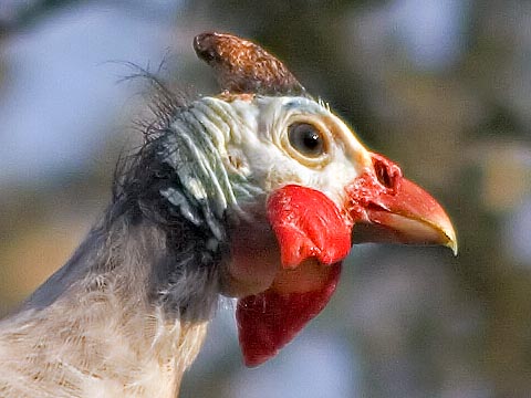 Pearl Guinea Head 52114 (crop)