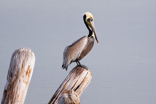 Pelican & Pilings 51892