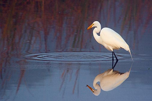 Egret In A Pond 52954