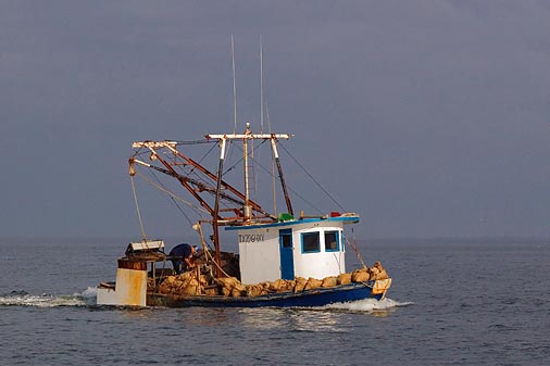 Oyster Filled Deck