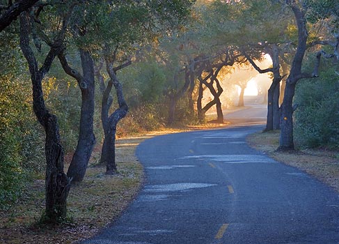 Live Oak-Lined Road 53604