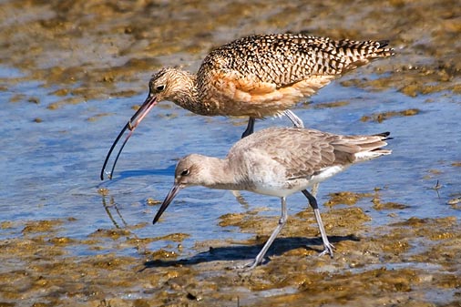 Shorebirds At Low Tide 20070215