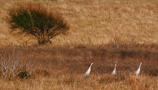 Sandhill Cranes 53970