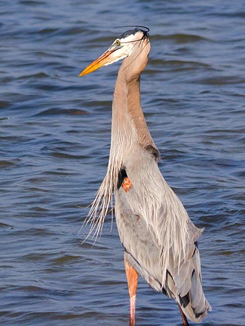 Heron With Catch 54964