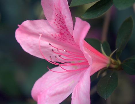 Azalea 20070304