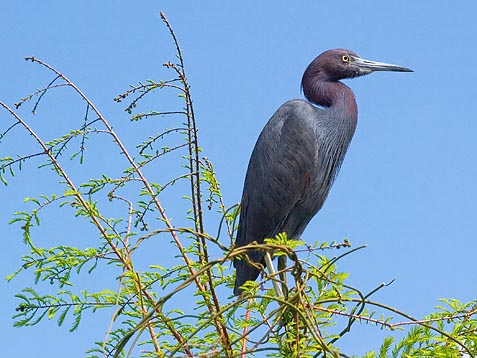 Little Blue Heron In A Tree 20070309