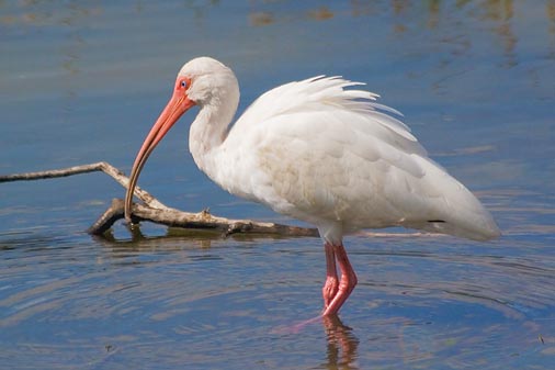 White Ibis 56437