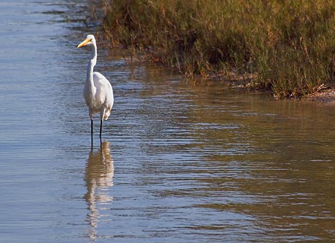 Great Egret 20070310