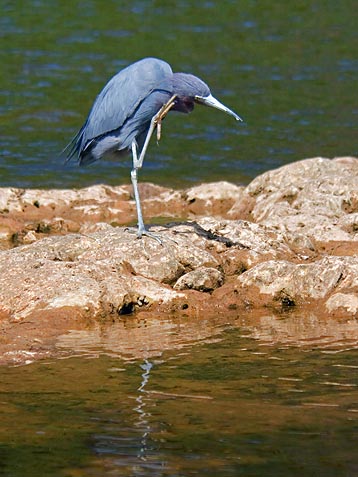 Little Blue Heron Scratching 56563