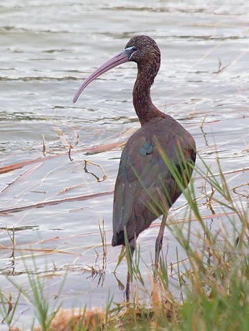 Glossy Ibis 57103