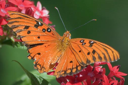 Gulf Fritillary Butterfly 20070321
