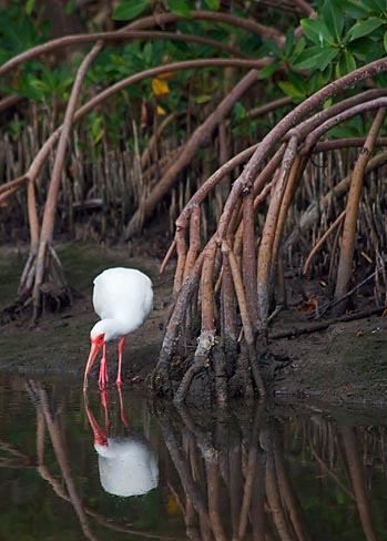 White Ibis In Mangrove Roots 57732