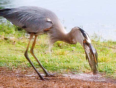 Heron With Catch 57793