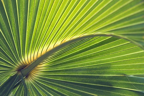 Cabbage Palm Frond 57815