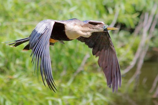 Anhinga In Flight 58188