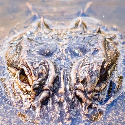 Alligator Eyes 58340 (crop)