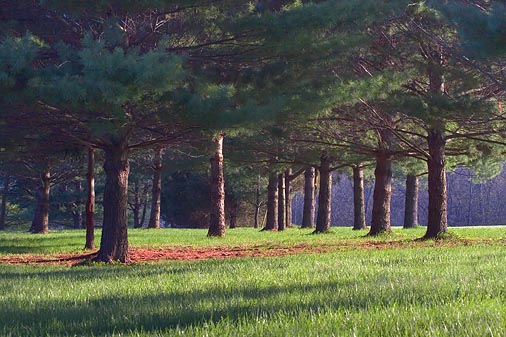 Pines At Sunrise 20070416