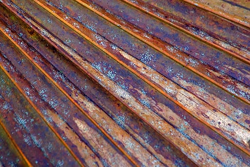 Dead Palmetto Frond 58673