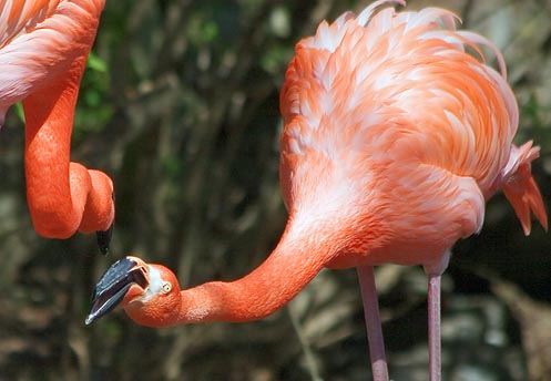 Flamingo Dispute 59465