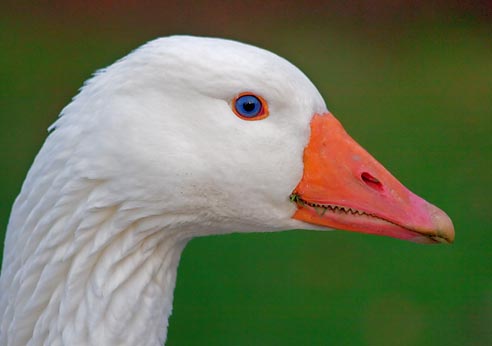 Goose Head 20070424
