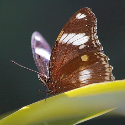 Butterfly 60001