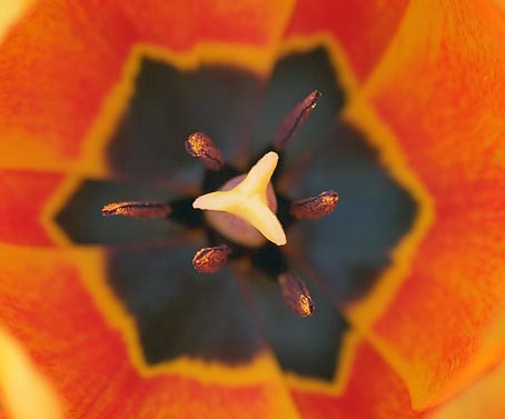 Tulip Interior 20070509