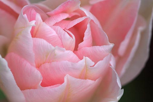 Pink Flower 60178
