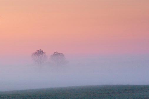 Two Trees In Predawn Mist 60257