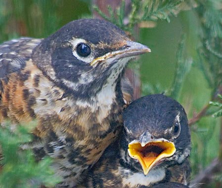 Two Robin Chicks 60525