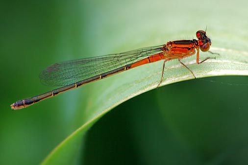 Eastern Forktail Damselfly 20070531