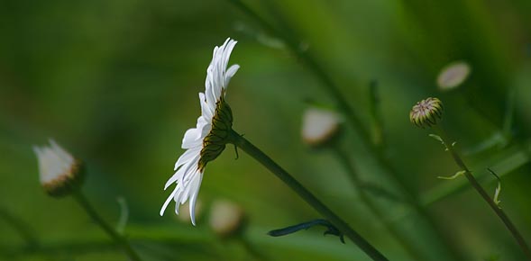 Reaching For The Sun 60926