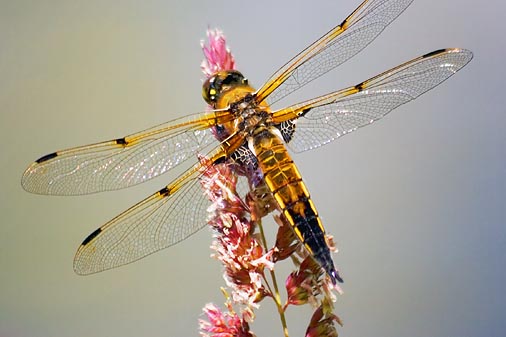 Dragonfly 20070614